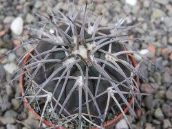 Gymnocalycium spegazzinii VS 120 Capillitas, květináč 5,5 cm - 12411760