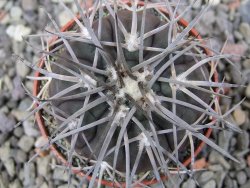 Gymnocalycium spegazzinii VS 120 Capillitas, květináč 5,5 cm - 12411761