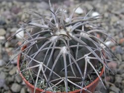 Gymnocalycium spegazzinii VS 120 Capillitas, květináč 5,5 cm - 12411762