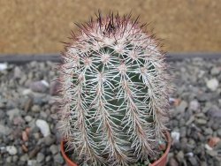 Echinocereus dasyacanthus výběr z květů, květináč 5,5 cm