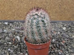 Echinocereus dasyacanthus výběr z květů, květináč 5,5 cm - 12411766