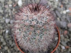 Echinocereus dasyacanthus výběr z květů, květináč 5,5 cm - 12411772