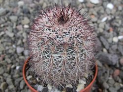 Echinocereus dasyacanthus výběr z květů, květináč 5,5 cm - 12411773