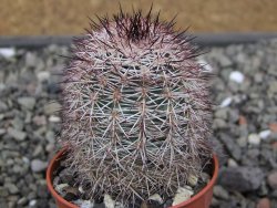 Echinocereus dasyacanthus výběr z květů, květináč 5,5 cm - 12411774