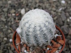 Echinocereus reichenbachii albispinus pot 5,5 cm - 12411775