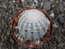 Echinocereus reichenbachii albispinus pot 5,5 cm - 12411778
