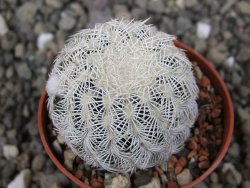 Echinocereus reichenbachii albispinus pot 5,5 cm - 12411780