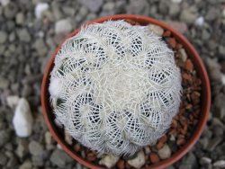 Echinocereus reichenbachii albispinus pot 5,5 cm - 12411781