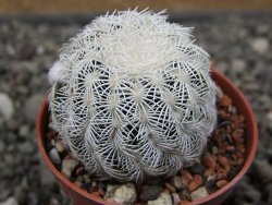 Echinocereus reichenbachii albispinus pot 5,5 cm - 12411782