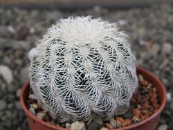 Echinocereus reichenbachii albispinus pot 5,5 cm - 12411783