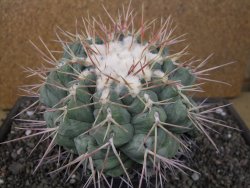 Thelocactus hexaedrophorus XXL květináč 13 cm