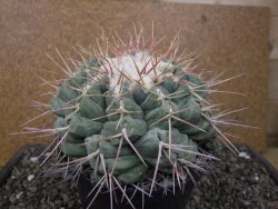 Thelocactus hexaedrophorus XXL květináč 13 cm - 12411785