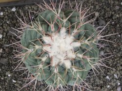 Thelocactus hexaedrophorus XXL květináč 13 cm - 12411787