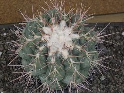 Thelocactus hexaedrophorus XXL květináč 13 cm - 12411788