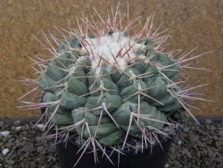 Thelocactus hexaedrophorus XXL květináč 13 cm - 12411789