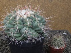 Thelocactus hexaedrophorus XXL květináč 13 cm - 12411790