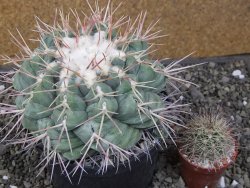 Thelocactus hexaedrophorus XXL květináč 13 cm - 12411791