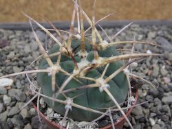Gymnocalycium armatum, pot 5,5 cm - 12411793