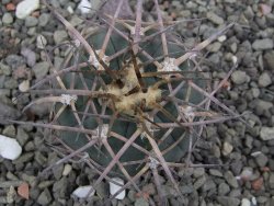 Gymnocalycium armatum LH1431 Pajcho centro, Tarija, pot 5,5 cm - 12411798