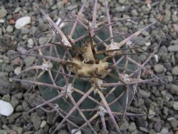 Gymnocalycium armatum LH1431 Pajcho centro, Tarija, pot 5,5 cm - 12411799