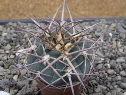 Gymnocalycium armatum LH1431 Pajcho centro, Tarija, pot 5,5 cm - 12411802