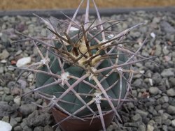 Gymnocalycium armatum LH1431 Pajcho centro, Tarija, pot 5,5 cm - 12411803