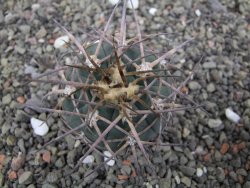 Gymnocalycium armatum LH1431 Pajcho centro, Tarija, pot 5,5 cm - 12411804