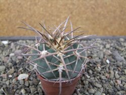 Gymnocalycium armatum LH1431 Pajcho centro, Tarija, pot 5,5 cm - 12411805