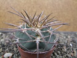 Gymnocalycium armatum LH1431 Pajcho centro, Tarija, pot 5,5 cm - 12411806
