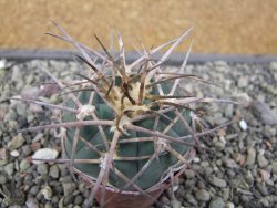 Gymnocalycium armatum LH1431 Pajcho centro, Tarija, pot 5,5 cm - 12411807