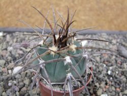 Gymnocalycium armatum LH1431 Pajcho centro, Tarija, pot 5,5 cm