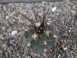 Gymnocalycium armatum LH1431 Pajcho centro, Tarija, pot 5,5 cm - 12411811