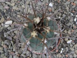 Gymnocalycium armatum LH1431 Pajcho centro, Tarija, pot 5,5 cm - 12411813