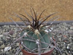 Gymnocalycium armatum LH1431 Pajcho centro, Tarija, pot 5,5 cm - 12411814