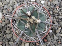 Gymnocalycium armatum LH1431 Pajcho centro, Tarija, pot 5,5 cm - 12411815