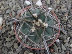 Gymnocalycium armatum LH1431 Pajcho centro, Tarija, pot 5,5 cm - 12411816