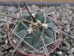 Gymnocalycium armatum LH1431 Pajcho centro, Tarija, pot 5,5 cm - 12411817