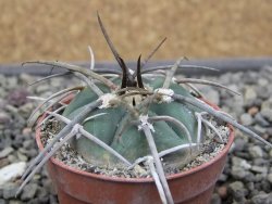 Gymnocalycium armatum LH1431 Pajcho centro, Tarija, pot 5,5 cm - 12411819