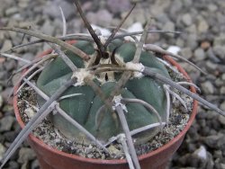 Gymnocalycium armatum LH1431 Pajcho centro, Tarija, pot 5,5 cm - 12411820