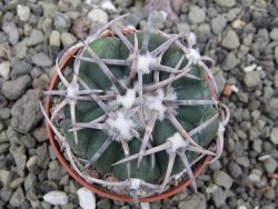 Echinocactus horizonthalonius Corazon del Monte pot 5,5 cm - 12411827