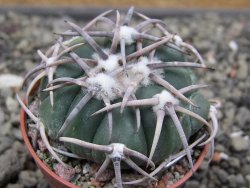Echinocactus horizonthalonius Corazon del Monte pot 5,5 cm