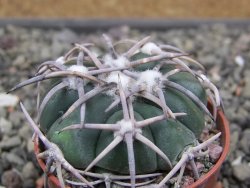 Echinocactus horizonthalonius Corazon del Monte pot 5,5 cm - 12411830