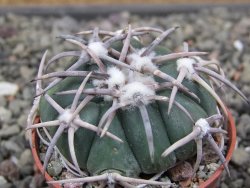 Echinocactus horizonthalonius Corazon del Monte pot 5,5 cm - 12411831