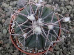Echinocactus horizonthalonius Corazon del Monte pot 5,5 cm