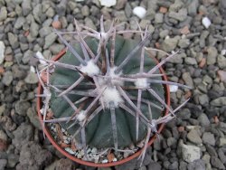 Echinocactus horizonthalonius Corazon del Monte pot 5,5 cm - 12411834