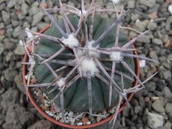 Echinocactus horizonthalonius Corazon del Monte pot 5,5 cm - 12411835