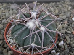 Echinocactus horizonthalonius Corazon del Monte pot 5,5 cm - 12411836