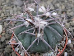 Echinocactus horizonthalonius Corazon del Monte pot 5,5 cm - 12411838