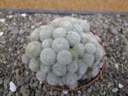 Aylostera heliosa X albiflora květináč 9 cm