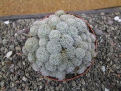 Aylostera heliosa X albiflora květináč 9 cm - 12411840